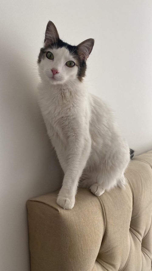 Leo