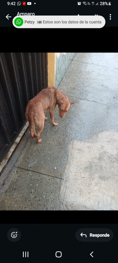Canela