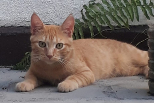 Monito