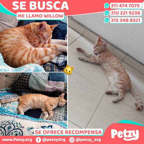 Foto de mascota Willow