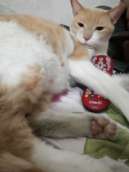 Milo