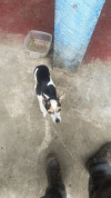Foto de Mia en Bolívar Cauca #2