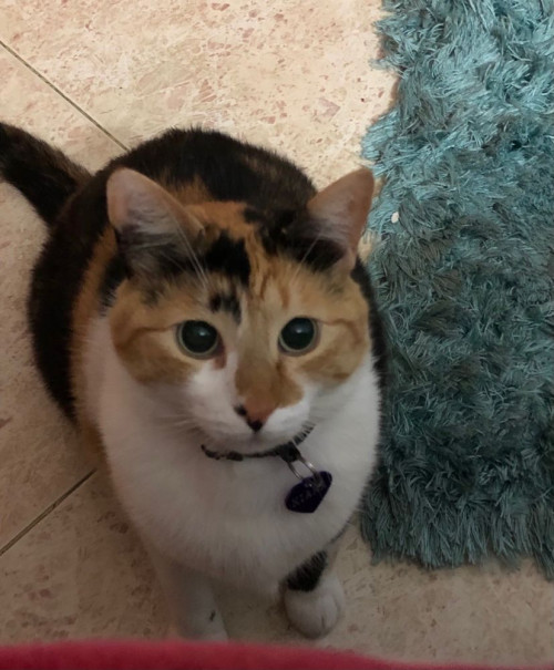 Kiara