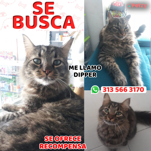 Foto de mascota Dipper