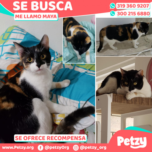 Foto de mascota Maya