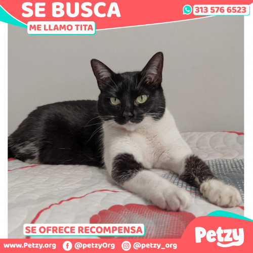 Foto de mascota Tita