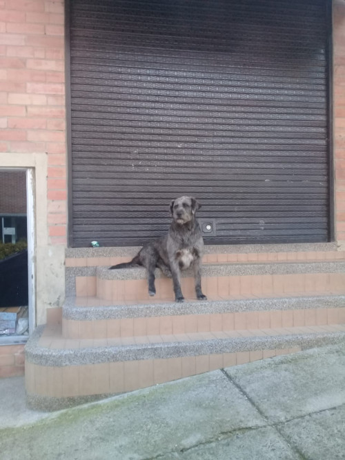 Chivato 