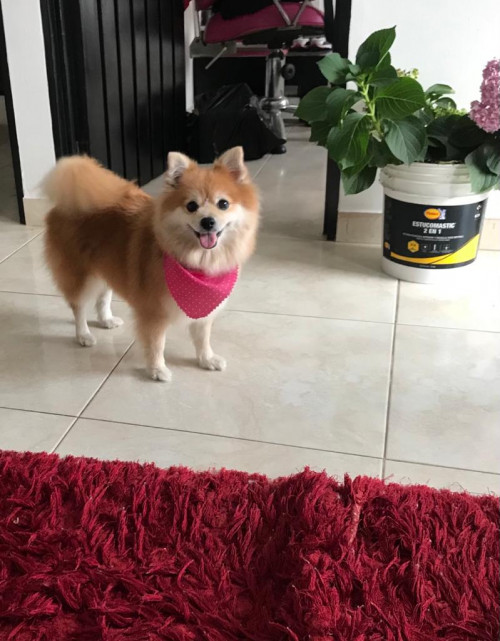 Pinki 