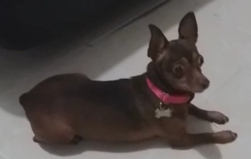 Niña