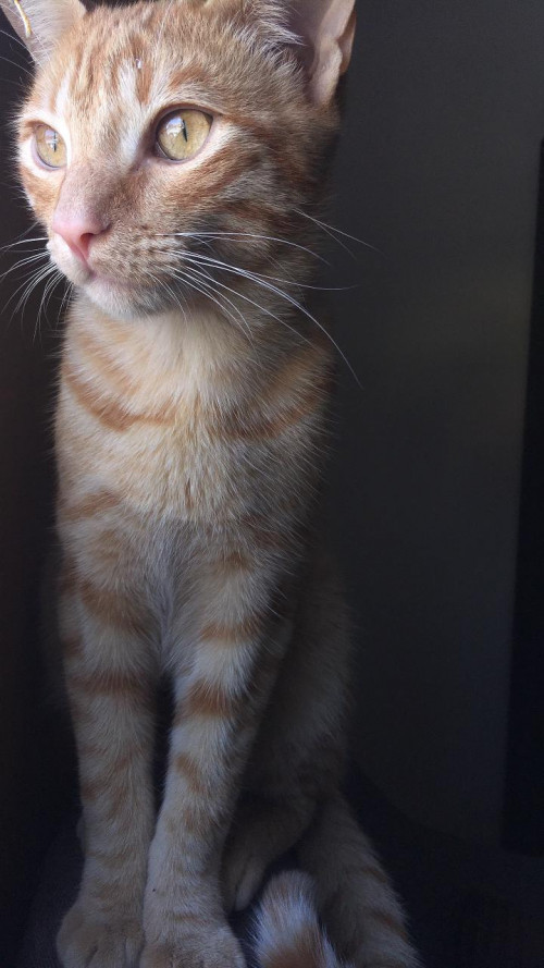 Simba