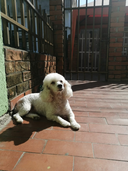 Lulu