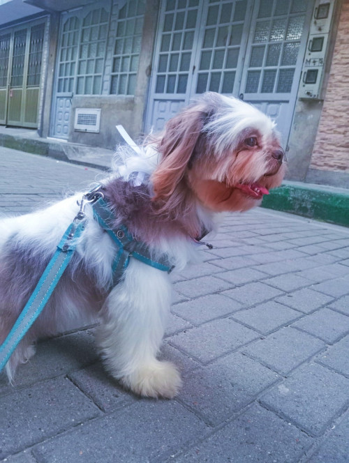 Hoddi