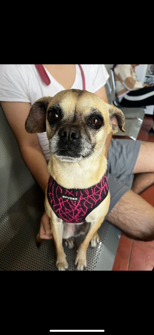 Panchita