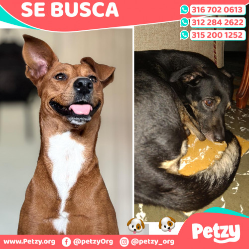 Foto de mascota Canela Y Luna