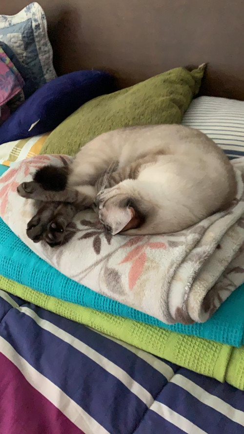 Coco