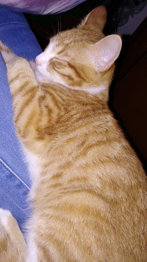 Aron