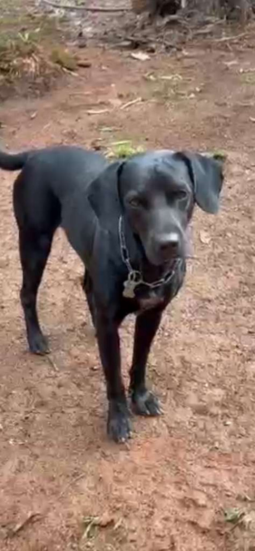 Almendra