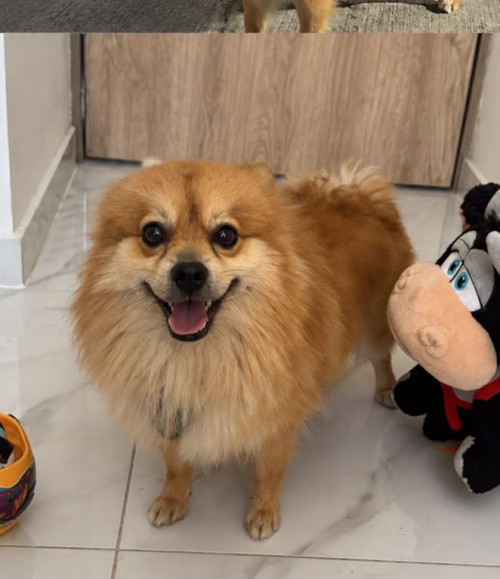 Milo
