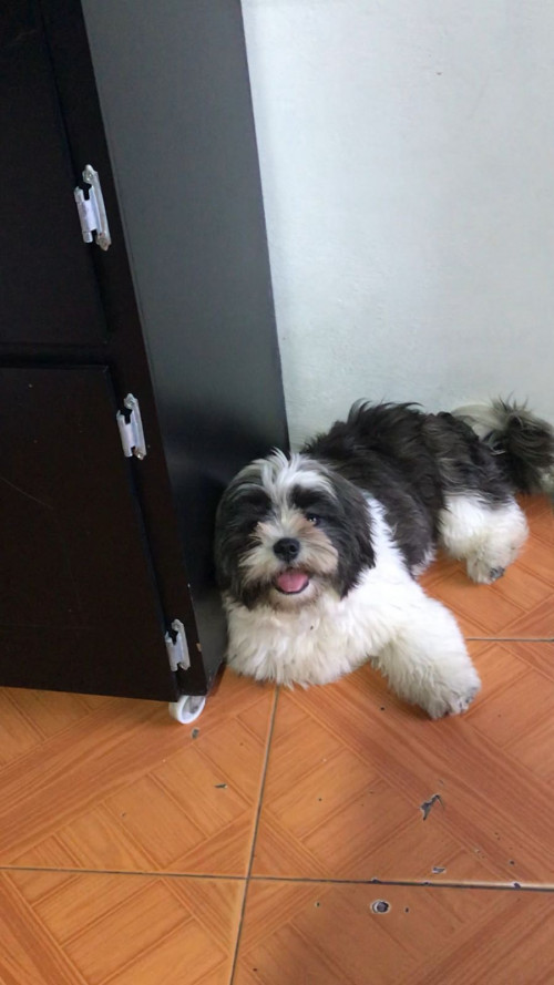 Romeo