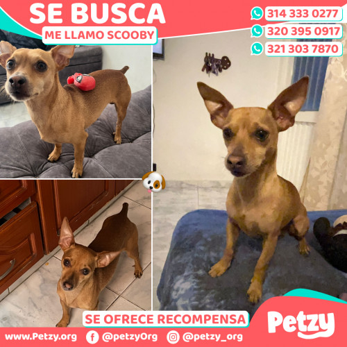 Foto de mascota Scooby