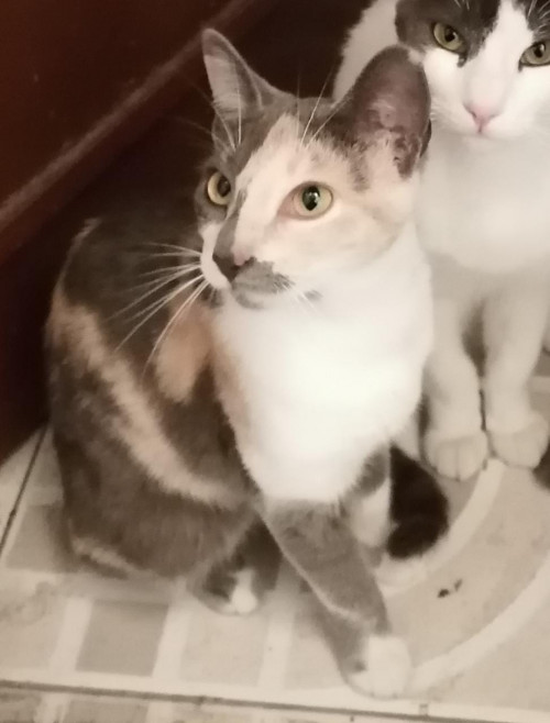 Cloe