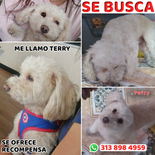 Foto de mascota Terry