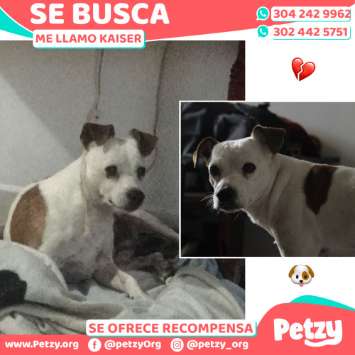 Foto de mascota Kaiser