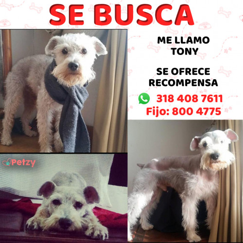 Foto de mascota Tony