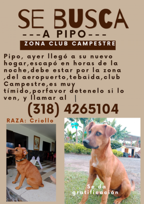 Pipo