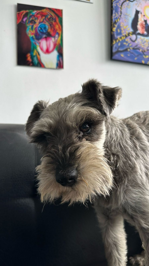 A Este Perrito