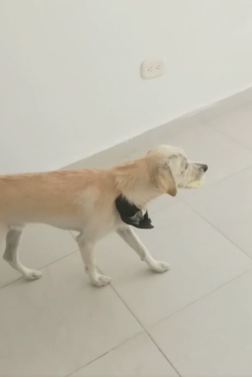 Benji