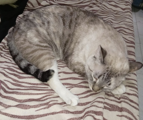 Kira