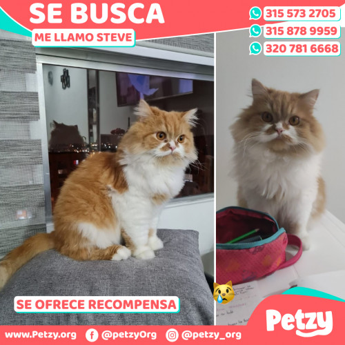 Foto de mascota Steve