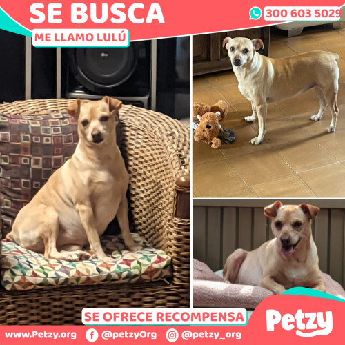 Foto de mascota Lulú