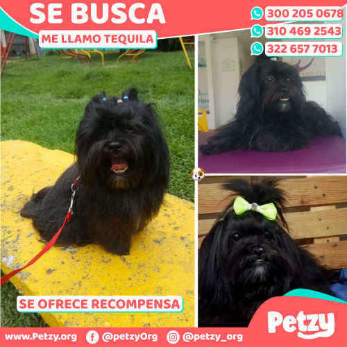 Foto de mascota Tequila