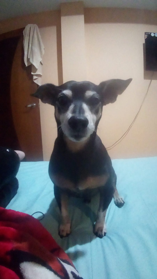 Paco