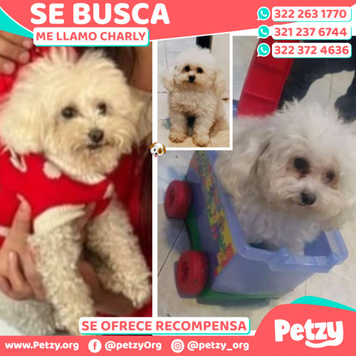 Foto de mascota Charly