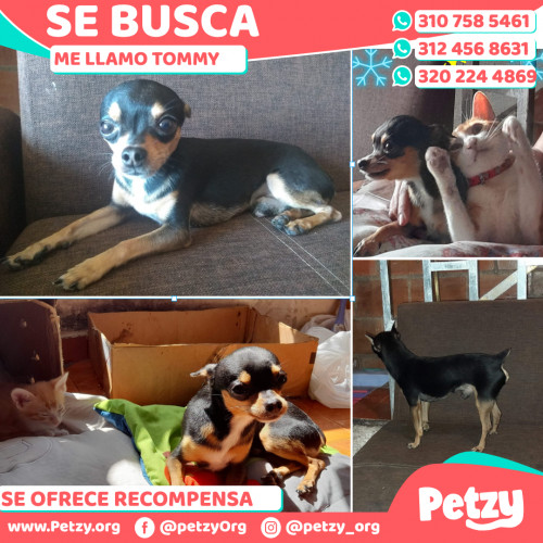 Foto de mascota Tommy