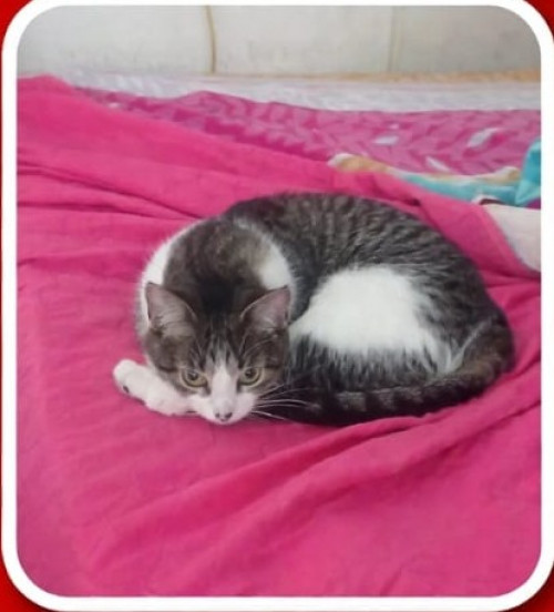 Kitty