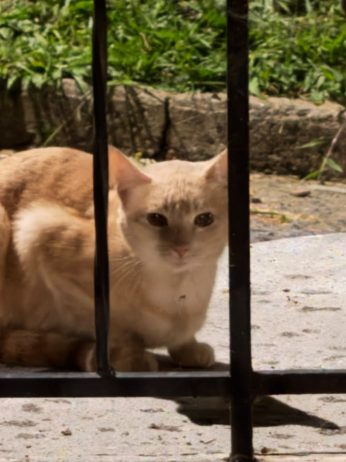 Garfield
