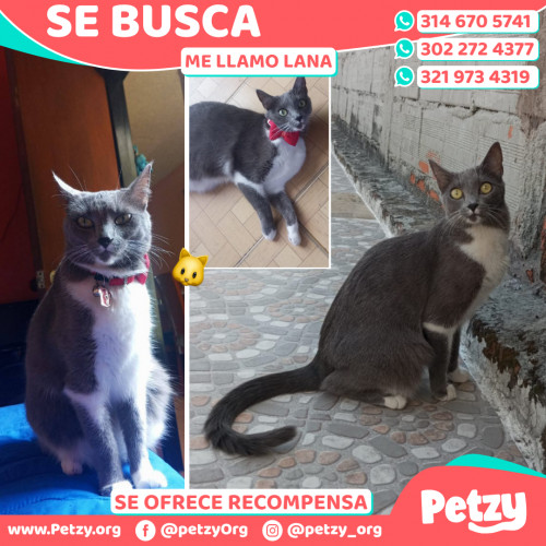 Foto de mascota Lana