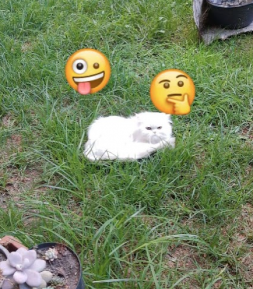 Tephie