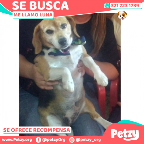 Foto de mascota Luna