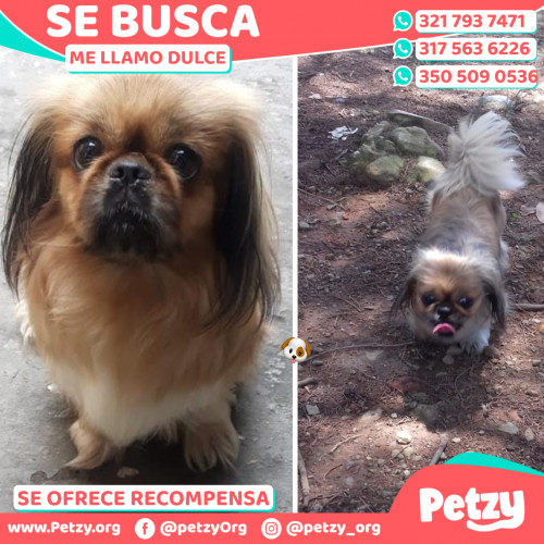 Foto de mascota Dulce