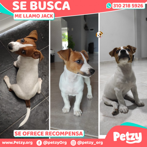 Foto de mascota Jack