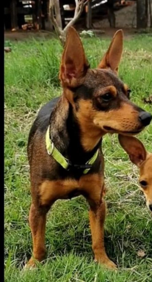 Roki