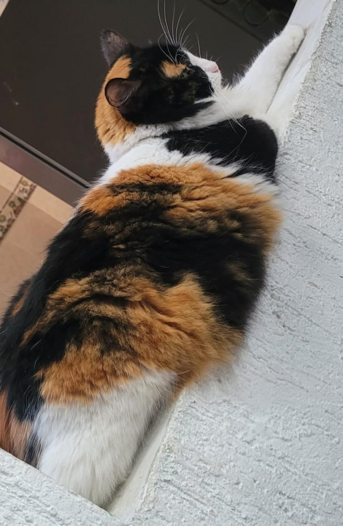 Frida