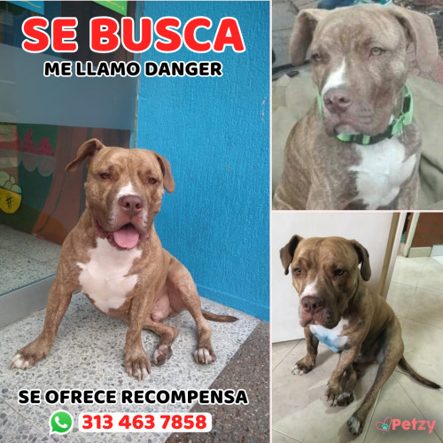 Foto de mascota Danger