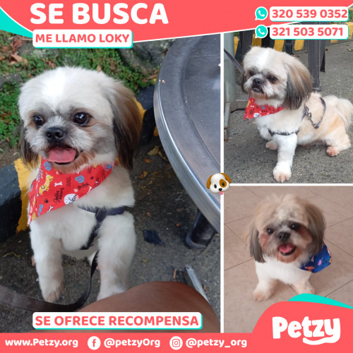 Banner de Loky