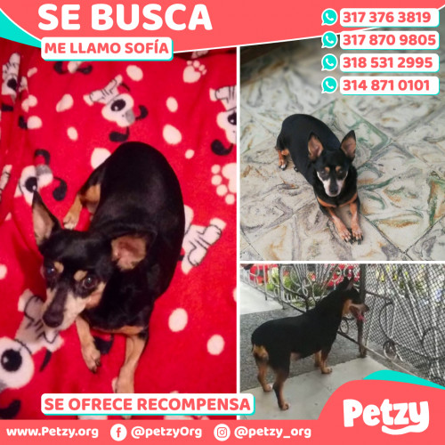 Foto de mascota Sofía